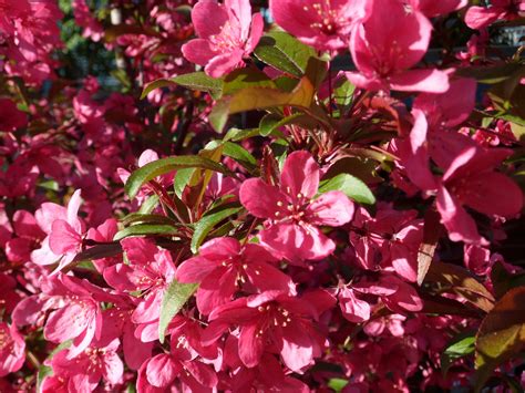 The Importance of Indian Magic Crabapple in Traditional Indian Medicine